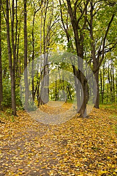 Track in autumn park