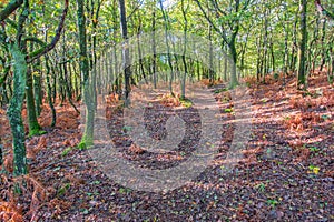 A track through the Autumn woodlands thin and twisty moss covered trees