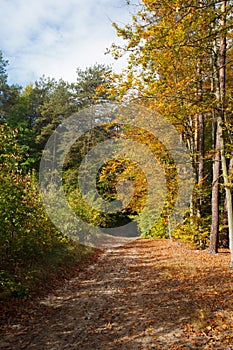 TRACK THROUGH AUTUMNAL FOREST