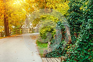 Track in autumnal park with sunny sunbeam