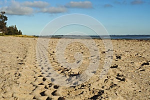 Track on beach