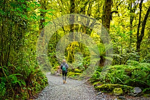 Track at the Chasm Fall, Fiordland National Park, Milford Sound, New Zealand