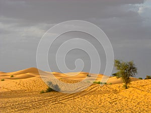 Track in desert