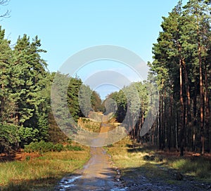 Track through English Woodland