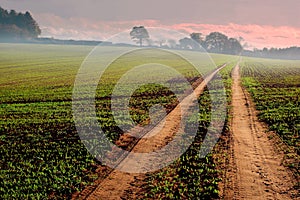 Track through farmland