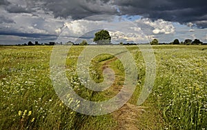 Track on the flowering meadow. Summer. Haymaking