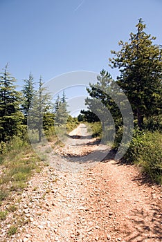 Track through forest