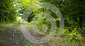 Track through forest