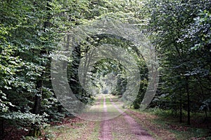 Track in forest