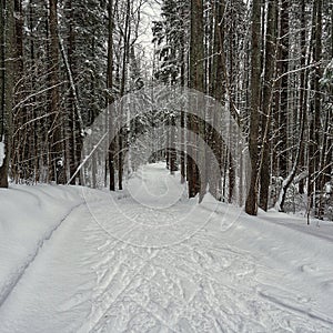 Track in the forest for skiers