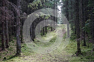 Track in forest