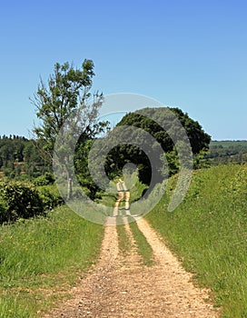 Track between hedgerows in the Cotswold Hills