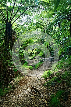 Track through jungle