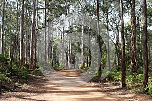 Track in Karri Forest near Augusta West Australia photo