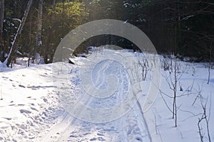 The track laid in a pine forest. The sunlight is breaking through the spruces. The pleasure of skiing on a frosty winter day.