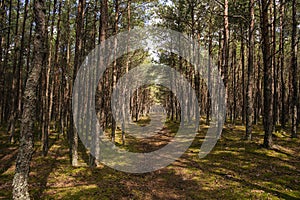 A track leading through a karri forest sprinkled with sunlight