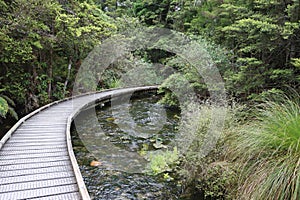 Track leading to the forest