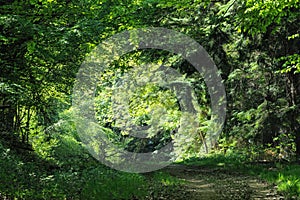 Track leading to illuminated clearing in wood photo