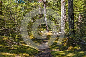 Track through Native Beech Forest