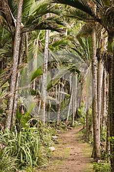 Track in Nikau palms rainforest