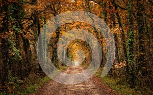 Track passing through autumnal forest