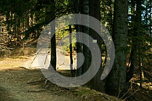 Track path in mountain forest