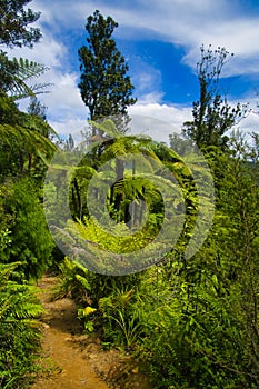 Track in the rainforest of Coromandel, New Zealand