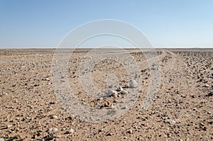 Track running through flat rocky and arid desert scenery in ancient Namib Desert of Angola