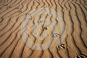 Track in sand