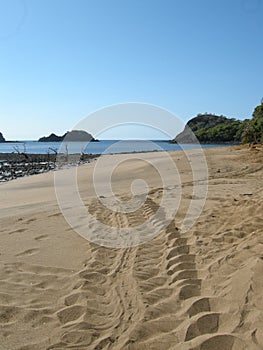 Track on the sand of Green sea turtles on the beach female laying the egg, face of the turtle