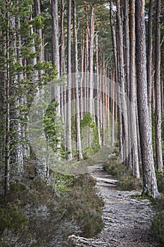 Track through Scots Pine at Abernethy Forest in Scotland.
