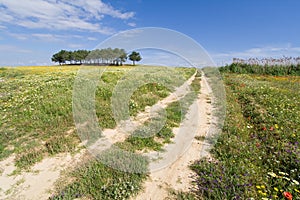 Track in a spring landscape at Alentejo