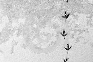 Track from the tracks of a pigeon in the snow. Abstract natural snow background