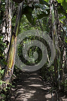 Track in a tropical forest of banana and other trees