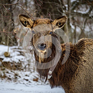 The Tracked Elk