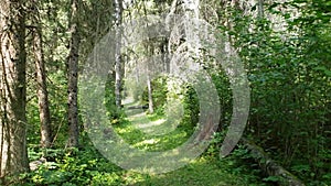 Tracking along the Shell River Valey Hiking Trail in Duck Mountain Provincial Park, Manitoba, Canada 3