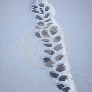 Tracking animals in the snow, identifying snow prints, recognizing animals based on their footprints photo
