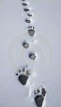 Tracking animals in the snow, identifying snow prints, recognizing animals based on their footprints photo