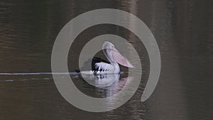 tracking clip of an australian pelican swimming on the murray river