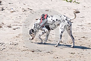 Tracking dog sniffing a trail