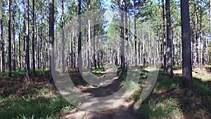 Tracking into Pine Forest Exporer or Spooky!