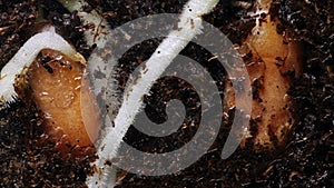 Tracking roots of flax seed in close-up germinate underground stem appears in macro time lapse