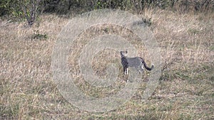 tracking shot of a cheetah cub at masai mara in kenya