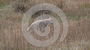 tracking shot of a coyote walking in a meadow of yellowstone