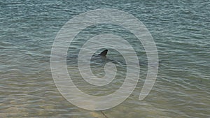 tracking shot of a dolphin swimming at the beach in monkey mia