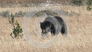 tracking shot of a grizzly bear approaching in yellowstone