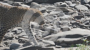 tracking shot of a leopard walking along a creek bed in masai mara