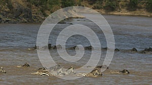 Tracking shot of lines of zebra and wildebeest crossing the mara river in masai mara game reserve