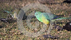 tracking shot of a pair of red-rumped parrots feeding on the ground