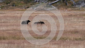 tracking shot of two grizzly bear cubs running at yellowstone